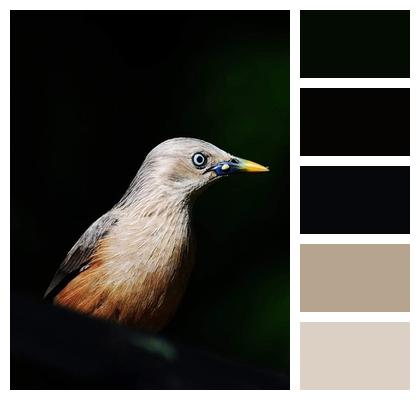 Chesnut Tailed Starling Bird Ornithology Image